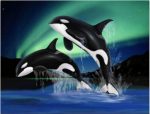 Orca Jump Paint By Numbers