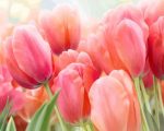 Pink Tulips Paint By Numbers