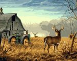 Deer In Farm Paint By Numbers