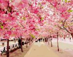 Cherry Blossom Trees Paint By Numbers