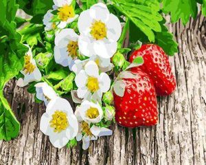 Strawberries And White Flowers Paint By Numbers