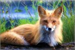 Blonde Fox Paint By Numbers