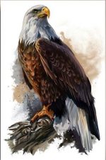 Bald Eagle Paint By Numbers