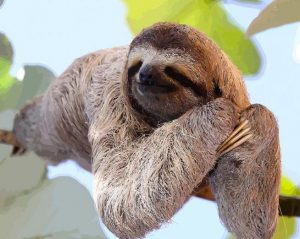 Sloth Laying On A Branch Paint By Numbers