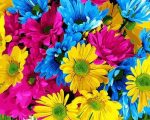 Pink Blue And Yellow Daisies Paint By Numbers