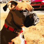 Make Your Own Photo With Custom Paint By Numbers