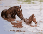 Horse And Foal In Water Paint By Numbers