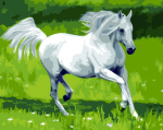 Wild White Horse Paint By Numbers