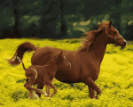 Brown Horse And Foal Paint By Numbers