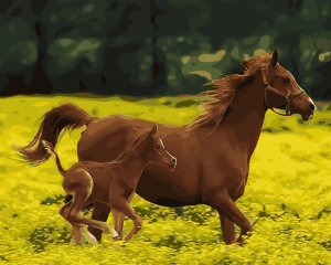 Brown Horse And Foal Paint By Numbers