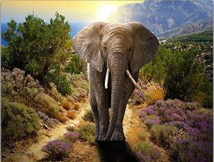 Wild Elephant Paint By Numbers