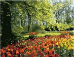 Tulips Garden Paint By Numbers