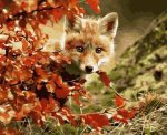 Fox Hiding In Leaves Paint By Numbers