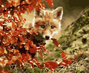 Fox Hiding In Leaves Paint By Numbers