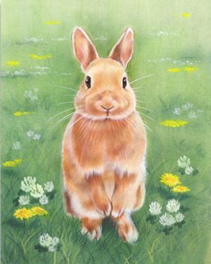 Rabbit In The Grass Paint By Numbers
