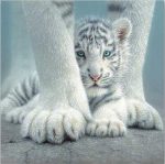 White Tiger Baby Paint By Numbers