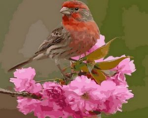 Red Finch Bird Paint By Numbers
