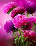 Pink Aster Flowers Paint By Numbers