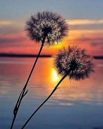 Sunset Dandelions Paint By Numbers
