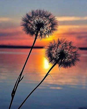 Sunset Dandelions Paint By Numbers