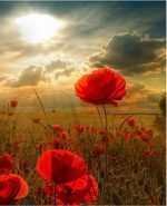 Poppy Anemones field paint by numbers