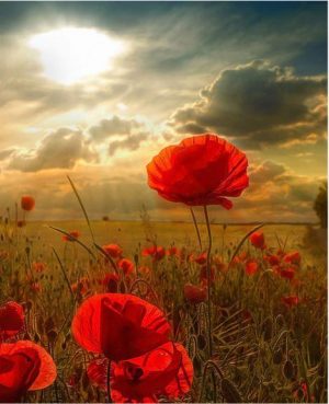 Poppy Anemones field paint by numbers