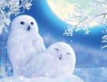 Snow Owls Paint By Numbers