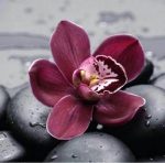 Orchid On Stones Paint By Numbers