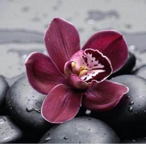 Orchid On Stones Paint By Numbers