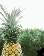 Pineapple Fruit Paint By Numbers