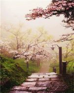 Cherry Blossom Garden Paint By Numbers