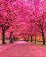 Pink Garden Paint By Numbers