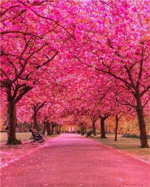 Pink Garden Paint By Numbers