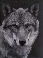 Black And White Wolf Paint By Numbers