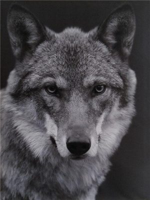 Black And White Wolf Paint By Numbers