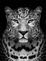 Black And White Leopard Paint By Numbers