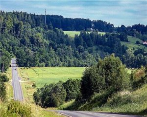 Road To Forest Paint By Numbers