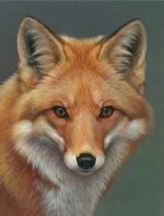 Peyan Fox Animals Paint By Numbers