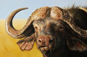 African Buffalo Paint By numbers