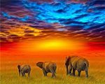 African Safari Elephants Paint By Numbers