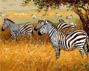 Zebra In Savanna Paint By Numbers