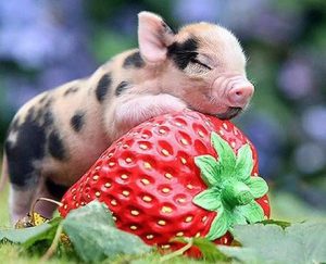 Pig On Strawberry Paint By Numbers