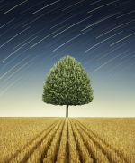 Apple Tree in Field Paint by Numbers