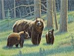 Wild Bear Family Paint By Numbers