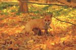 Autumn Fox Paint By Numbers