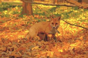 Autumn Fox Paint By Numbers