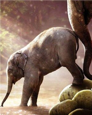 Baby Elephant Paint By Numbers