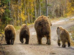 Bear Family Paint By Numbers