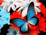 Butterfly And Flowers Paint By Numbers