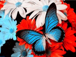 Butterfly And Flowers Paint By Numbers